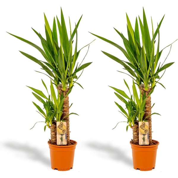 Hello Plants Yucca Palmlelie - 2 Stuks - ⌀ 17 cm Pot - Hoogte: 90 cm - Palm Kamerplant