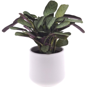 Intenz | Calathea | Ctenanthe | 30cm | keramieken pot 12cm | Jungle