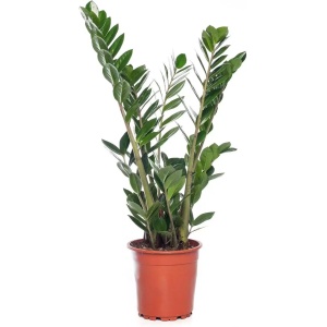 KAMERPLANT ZAMIOCULCAS ZAMIIFOLIA M ''ZAMIO'' POTMAAT 15CM