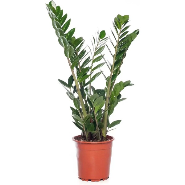 KAMERPLANT ZAMIOCULCAS ZAMIIFOLIA M ''ZAMIO'' POTMAAT 15CM