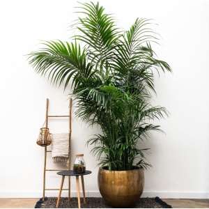 Kentia Palm -