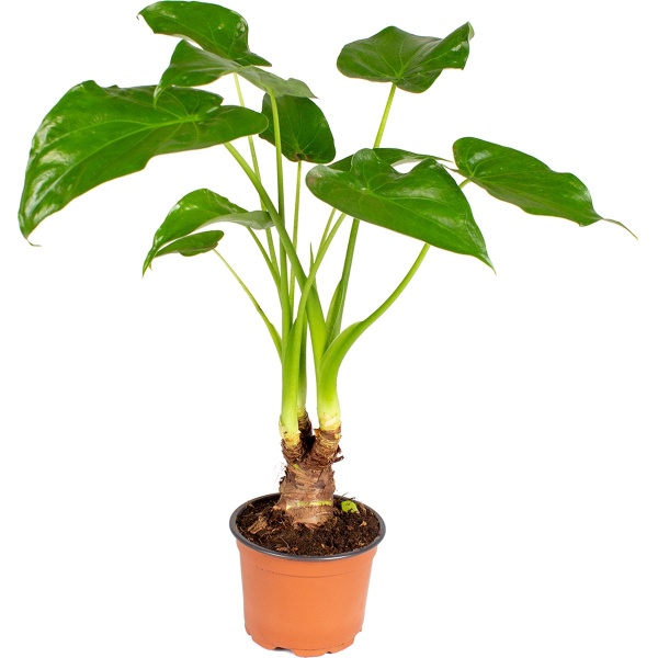 Olifantsoor - Alocasia 'Cucullata' op stam - Pot 12 cm - Hoogte 50 cm