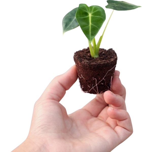 PLNTS - Baby Alocasia Frydek (Olifantsoor) - Kamerplant - Stekplantje 2 cm - Hoogte 15 cm