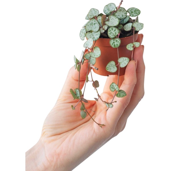 PLNTS - Baby Ceropegia Woodii String Of Hearts - Chinees Lantaarnplantje - Kweekpot 6 cm - Hoogte 10 cm