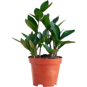 PLNTS - Zamioculcas Zamiifolia (Kamerpalm) - Kamerplant - Kweekpot 14 cm - Hoogte 35 cm