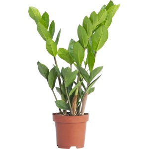 PLNTS - Zamioculcas Zamiifolia (Kamerpalm) - Kamerplant - Kweekpot 17 cm - Hoogte 65 cm