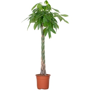 Pachira Aquatica - Geldboom - Kamerplant - Onderhoudsvriendelijk - ⌀27 cm - 130-140 cm