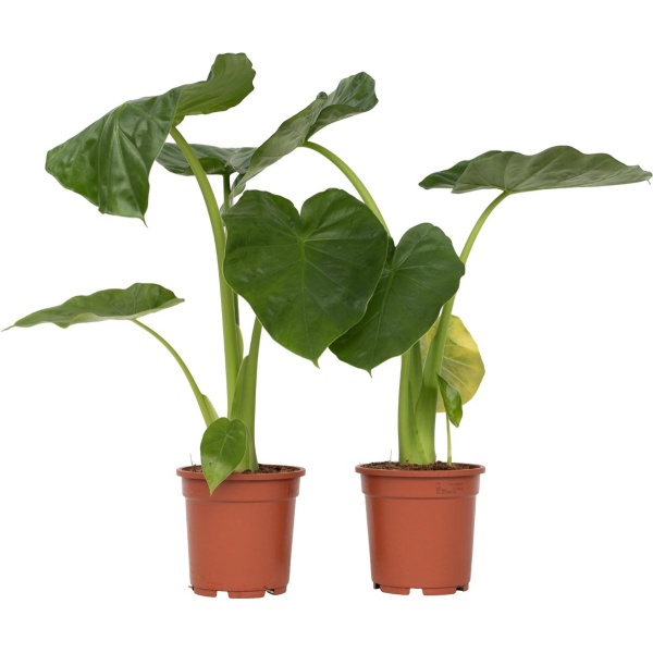 Plant in a Box - Alocasia Macrorrhiza - Set van 2 - Olifantsoor kamerplant - Pot 17cm - Hoogte 60-70cm