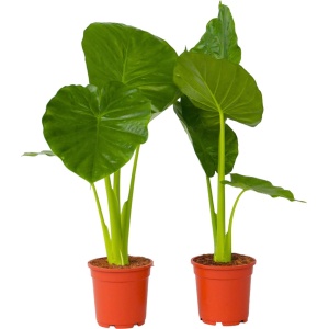 Plant in a Box - Alocasia Odora - Set van 2 - Groene kamerplant met grote groene bladeren - Pot 17cm - Hoogte 55-75cm