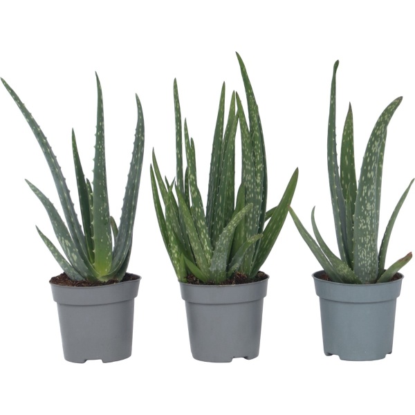 Plant in a Box - Aloë Vera - Set van 3 - Kamerplanten - Succulenten - Pot 10.5cm - Hoogte 25-40cm