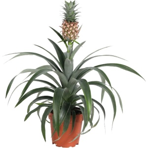 Plant in a Box - Ananasplant Mi Amigo - Kamerplant - Pot 12cm - Hoogte 35-45cm