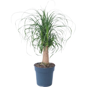 Plant in a Box - Beaucarnea recurvata - Bijzondere kamerplant met robuuste stam - Olifantspoot - Pot 21cm - Hoogte 60-70cm