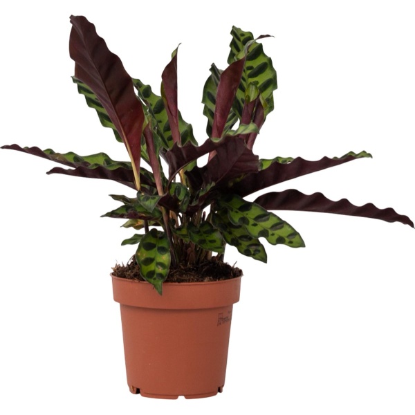 Plant in a Box - Calathea Insignis - Marantaceae - Kamerplant - Pot 12cm - Hoogte 30-40cm