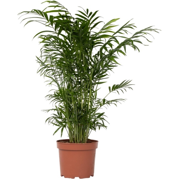 Plant in a Box - Chamaedorea elegans - Mexicaanse dwergpalm - Compact groeiende groene palm - Pot 17cm - Hoogte 50-60cm