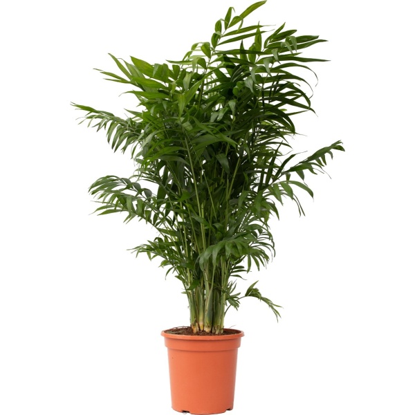 Plant in a Box - Chamaedorea elegans - Mexicaanse dwergpalm - Compact groeiende groene palm - Pot 20cm - Hoogte 80-90cm