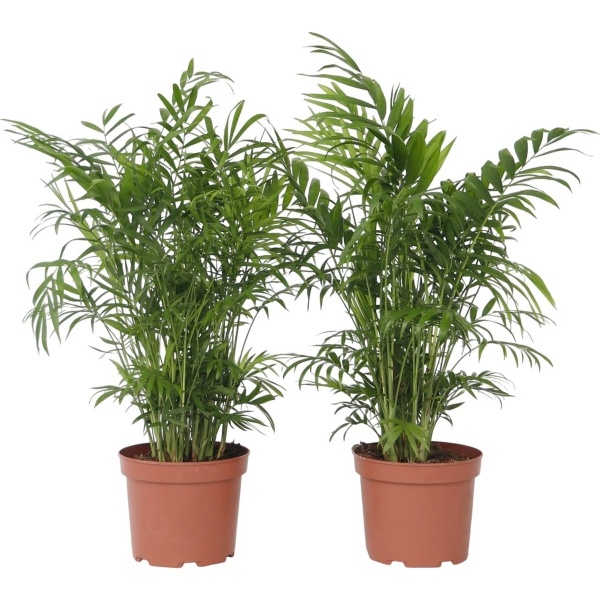 Plant in a Box - Chamaedorea elegans - Mexicaanse dwergpalm - Compact groeiende groene palm - Set van 2 -Pot 17cm - Hoogte 50-60cm