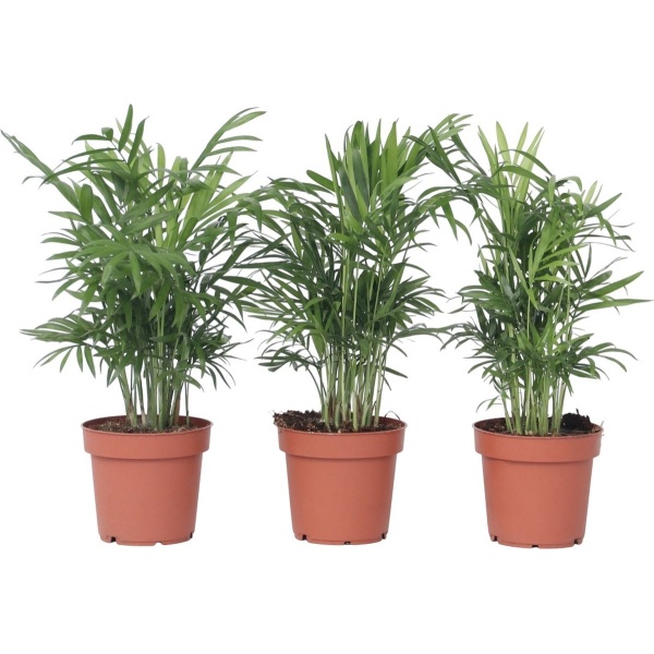 Plant in a Box - Chamaedorea elegans - Set van 3 - Kamerplanten - Dwergpalmen - Top 12cm - Hoogte 30-40cm