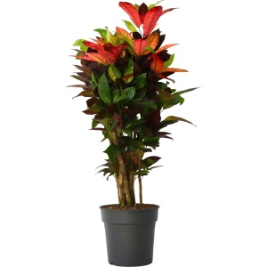 Plant in a Box - Codiaeum variegatum 'Mrs. Iceton' - Unieke kamerplant - Veranderd langzaam van kleur - Pot 27cm - Hoogte 110-120cm