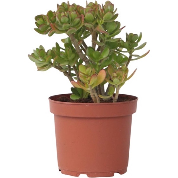 Plant in a Box - Crassula ovata Hobbit - Vetplant - Kamerplant - Pot 23cm - Hoogte 45-50cm