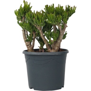 Plant in a Box - Crassula ovata Hobbit - Vetplant - Kamerplant - Pot 30cm - Hoogte 55-60cm