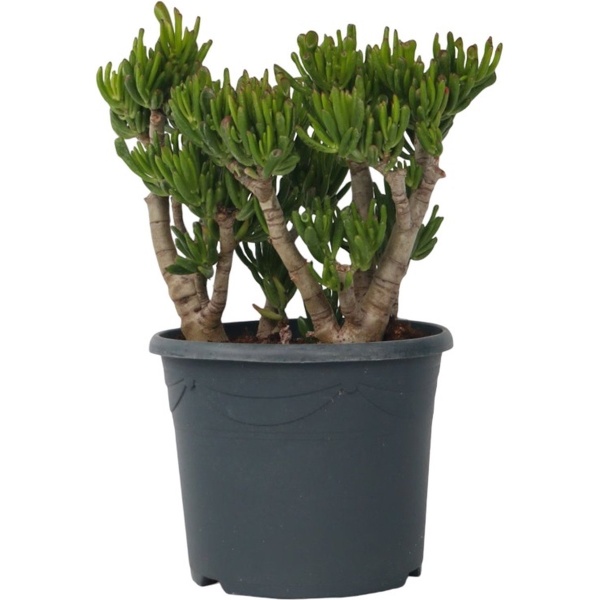 Plant in a Box - Crassula ovata Hobbit - Vetplant - Kamerplant - Pot 30cm - Hoogte 55-60cm