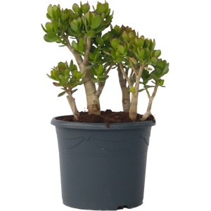 Plant in a Box - Crassula ovata Minor - Vetplant - Kamerplant - Pot 30cm - Hoogte 60-65cm