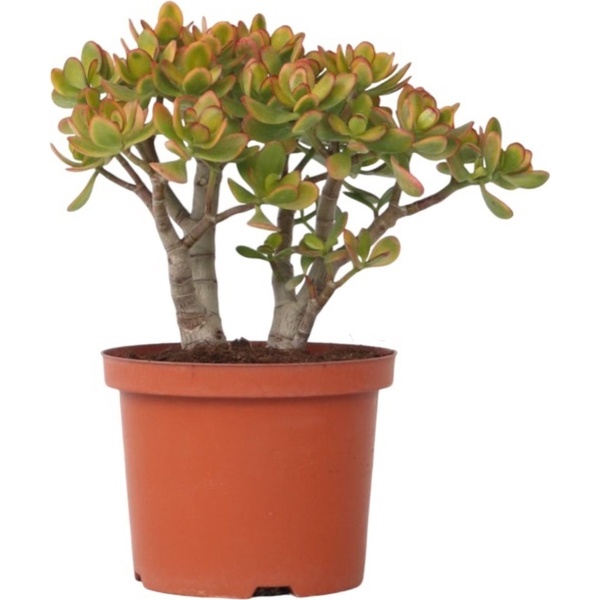 Plant in a Box - Crassula ovata Sunset - Vetplant - Kamerplant - Pot 17cm - Hoogte 30-35cm