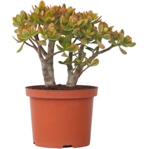 Plant in a Box - Crassula ovata Sunset - Vetplant - Kamerplant - Pot 23cm - Hoogte 45-50cm