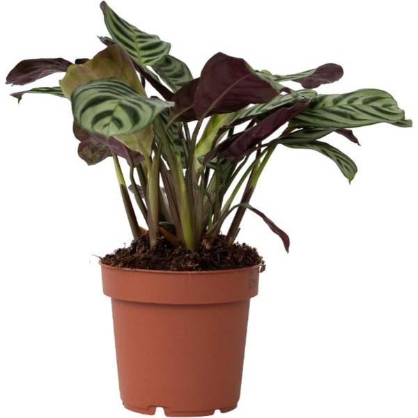 Plant in a Box - Ctenanthe Amagris - Mooi gekleurd blad - Groene kamerplant - Pot 12cm - Hoogte 20-30cm