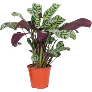 Plant in a Box - Ctenanthe 'gebedsplant' - Ctenanthe burle-marxii - Groen/paarse bladeren - Pot 12cm - Hoogte 25-40cm