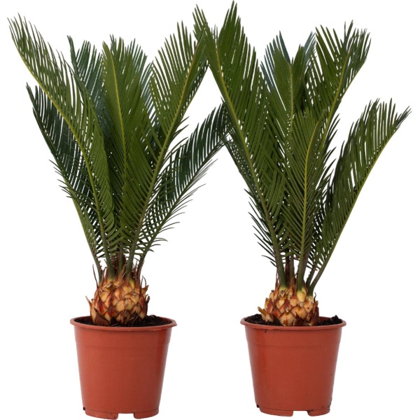 Plant in a Box - Cycas Revoluta - Set van 2 - Varenpalm - Kamerplant - Pot 15cm - Hoogte 45-60cm