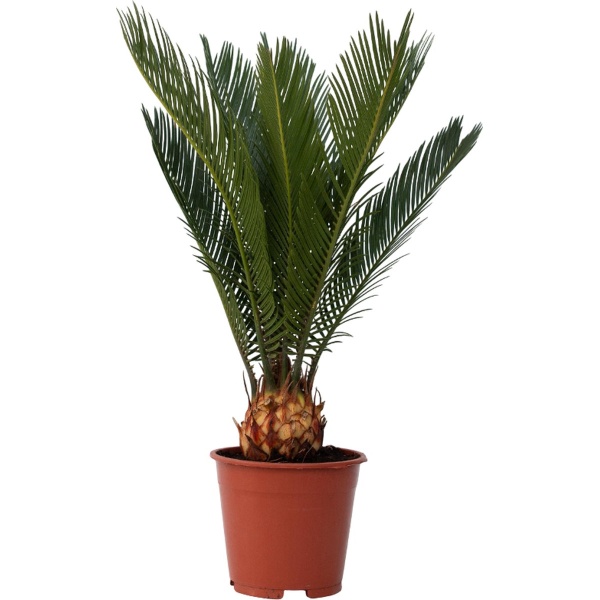 Plant in a Box - Cycas Revoluta - Varenpalm - Kamerplant - Pot 15cm - Hoogte 45-60cm