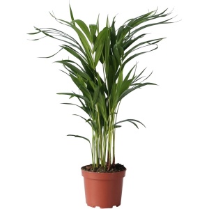 Plant in a Box - Dypsis Lutescens - Areca - Goudpalm - Luchtzuiverende groene kamerplant - Pot 17cm - Hoogte 60-70cm