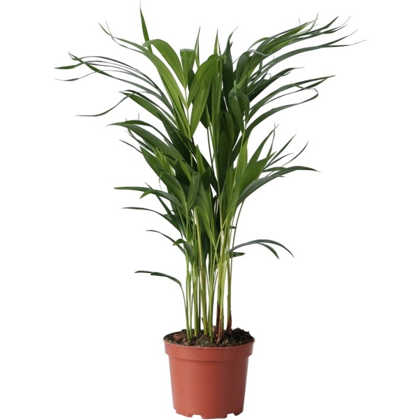 Plant in a Box - Dypsis Lutescens - Areca - Goudpalm - Luchtzuiverende groene kamerplant - Pot 17cm - Hoogte 60-70cm