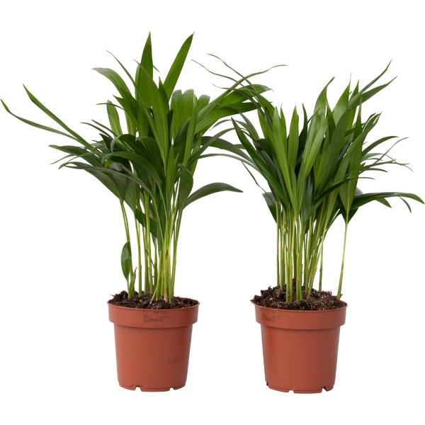 Plant in a Box - Dypsis Lutescens - Set van 2 - Areca - Goudpalm - Luchtzuiverende groene kamerplant - Pot 12cm - Hoogte 30-45cm