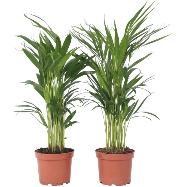 Plant in a Box - Dypsis Lutescens - Set van 2 - Areca - Goudpalm - Luchtzuiverende groene kamerplant - Pot 17cm - Hoogte 60-70cm