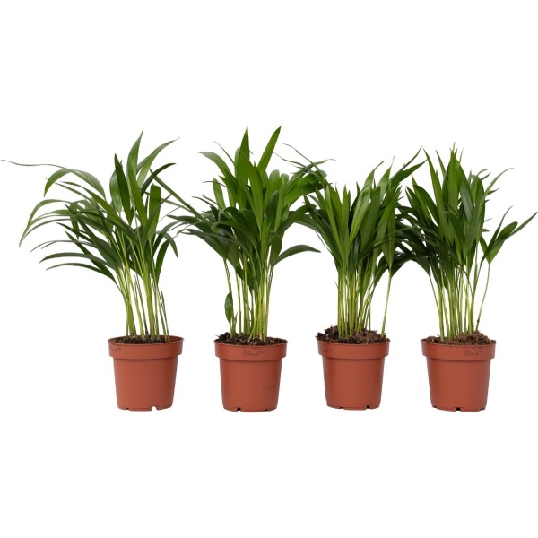 Plant in a Box - Dypsis Lutescens - Set van 4 - Areca - Goudpalm - Luchtzuiverende groene kamerplant - Pot 12cm - Hoogte 30-45cm