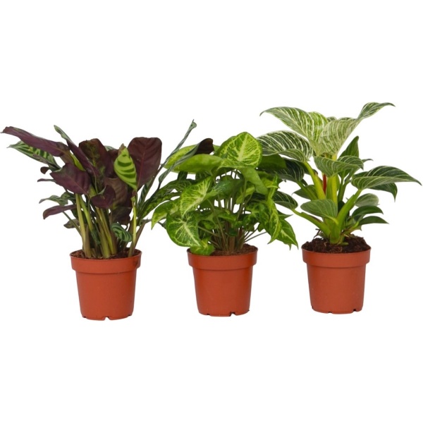 Plant in a Box - Home Mix - Mix van 3 - Philodendron, Syngonium & Ctenanthe - Makkelijk te verzorgen kamerplanten - Pot 12cm - Hoogte 25-40cm