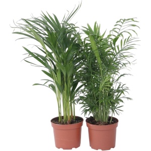 Plant in a Box - Mix van 2 Palmen - Areca, Chamaedorea - Pot 17cm - Hoogte 50-70cm - Kamerplanten