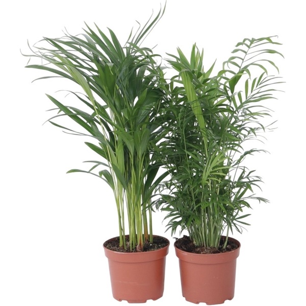 Plant in a Box - Mix van 2 Palmen - Areca, Chamaedorea - Pot 17cm - Hoogte 50-70cm - Kamerplanten