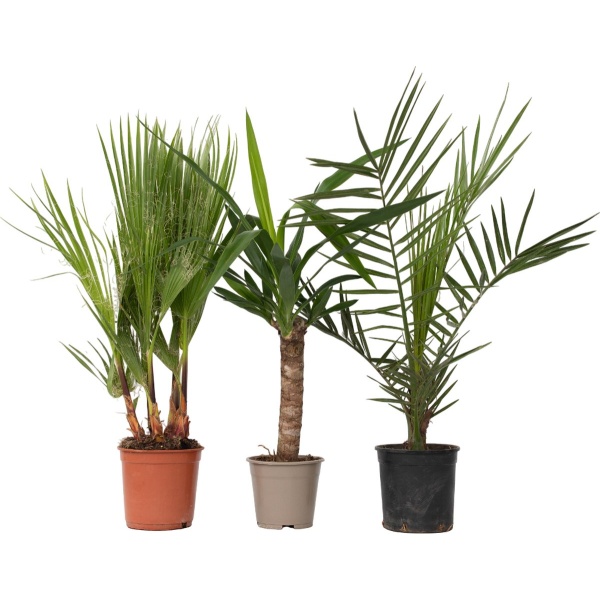 Plant in a Box - Mix van 3 Palmen - Kamerplanten - Phoenix - Yucca Washingtonia - Pot 14/15cm - Hoogte 50-70cm