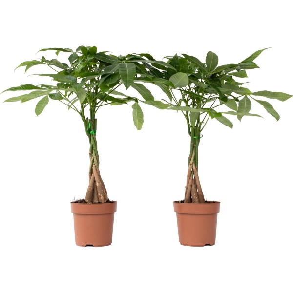 Plant in a Box - Pachira Aquatica - Set van 2 kamerplanten - Geldboompjes - Pot 17cm - Hoogte 60-70cm