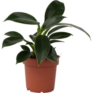 Plant in a Box - Philodendron Green Princess - Sterke kamerplant - Groene glanzende bladeren - Pot 12cm - Hoogte 20-30cm