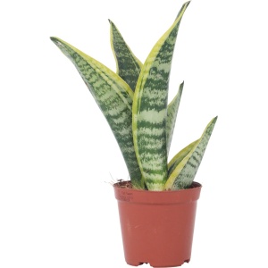 Plant in a Box - Sansevieria Laurentii - Makkelijke Kamerplant - Vrouwentong - Pot 12cm - Hoogte 30-40cm