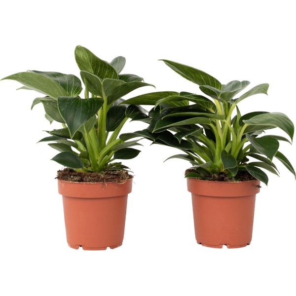 Plant in a Box - Set van 2 Philodendron 'White Wave' - Kamerplant - Pot 12cm - Hoogte 20-30cm