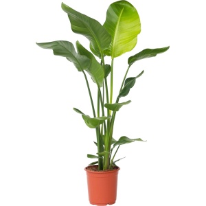 Plant in a Box - Strelitzia Nicolai - Paradijsvogelbloem - Paradijsvogelplant - Groene kamerplant - Pot 21cm - Hoogte 90-110cm