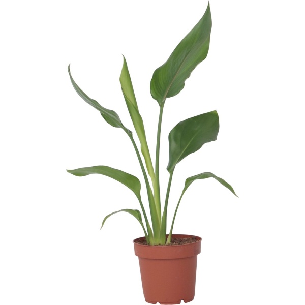 Plant in a Box - Strelitzia Reginea - Tropische kamerplant - Paradijsvogelbloem - Pot 9cm - Hoogte 25-40cm