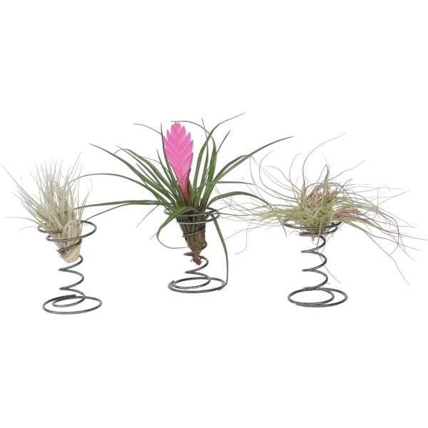 Plant in a Box - Tillandsia op spiraal - 3 luchtplantjes op decoratieve spiraal - Familie van de Bromelia - Hoogte 5-15cm