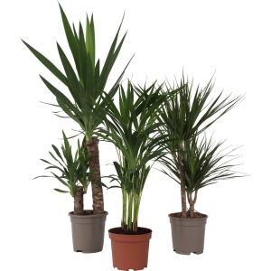 Plant in a Box - XL Indoor Palm Mix - Mix van 3 - Groene kamerplanten - Palmen - Areca, Dracaena, Yucca - Pot 17cm - Hoogte 70-90cm