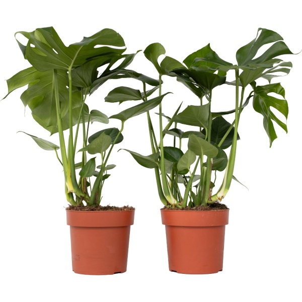 Plant in a Box - XL Monstera Deliciosa - Set van 2 gatenplanten - Pot 21cm - Hoogte 70-80cm